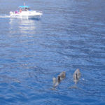 dauphins - excursion aux Canaries