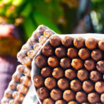 cigares palmeros