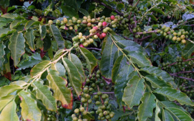 La seule plantation de café en Europe est aux Canaries