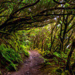 itinéraire de randonnée / trail sur Tenerife