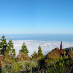 vipérine de Tenerife
