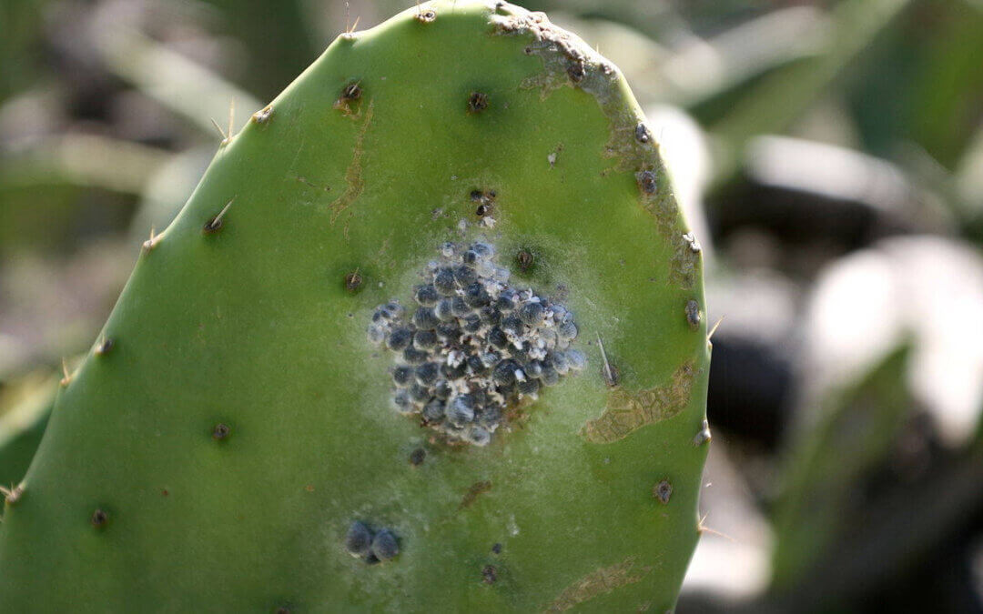 La cochenille des Canaries