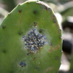 cochenille sur figuier