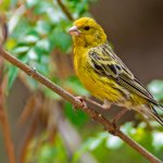 Serin des Canaris