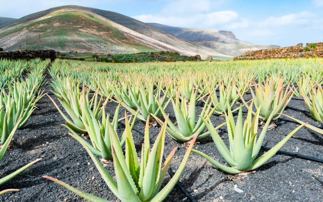 Le dérèglement climatique aux Canaries