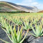 Plantation d'aloès Vera à Lanzarote