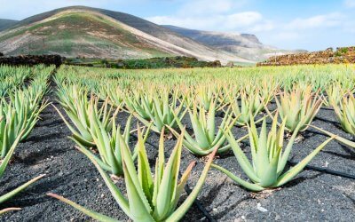 Le dérèglement climatique aux Canaries