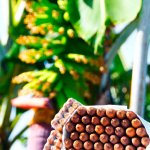cigares palmeros