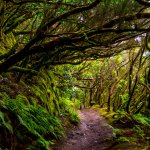 Itinéraire de randonnée / trail sur Tenerife