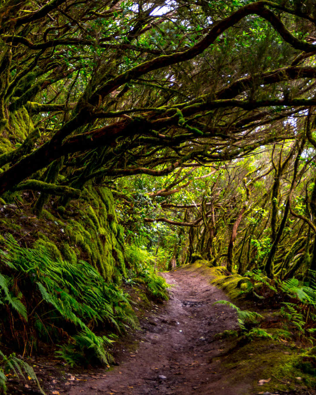 Itinéraire de randonnée / trail sur Tenerife