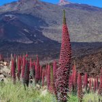 Vipérine de Tenerife