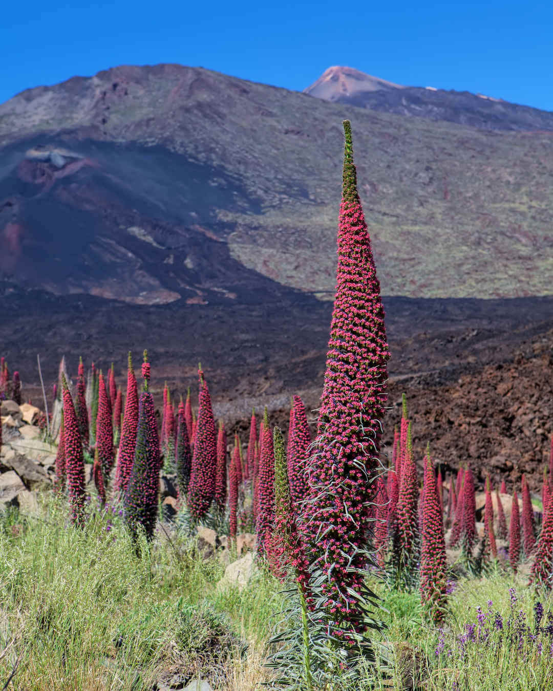 Vipérine de Tenerife