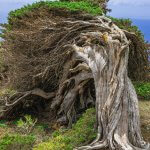 Les arbres couchés par le vent d'El Hierro