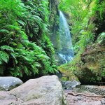 Cascade de la forêt primitive de Los Tilos