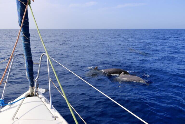 Observation des baleines et des dauphins
